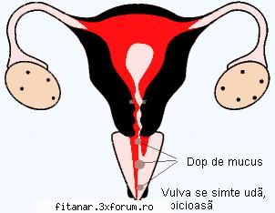 ce este este formata din sange, elemente musculare, cheaguri de sange, care rezulta din eliminarea
